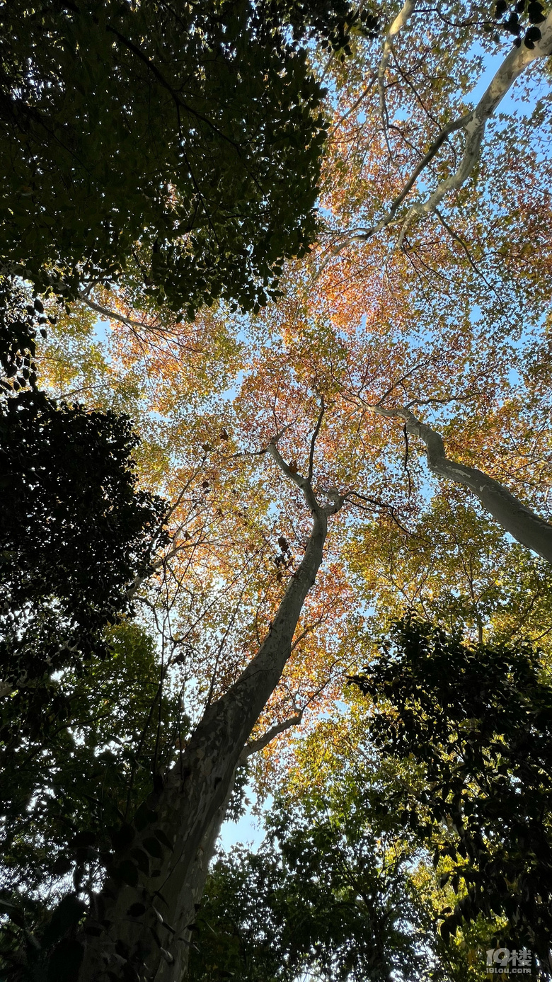 《旅行故事》—星之語(yǔ)，那片梧桐林
