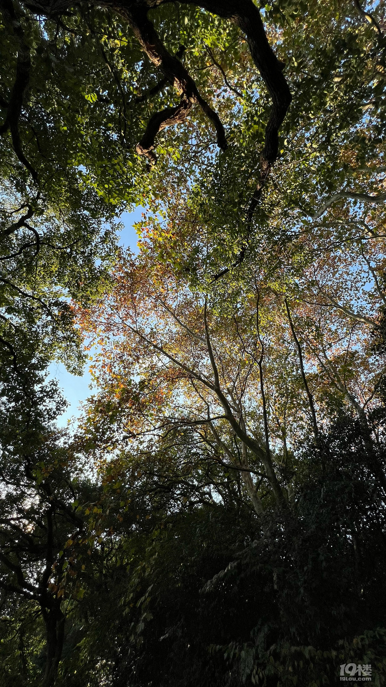 《旅行故事》—星之語(yǔ)，那片梧桐林