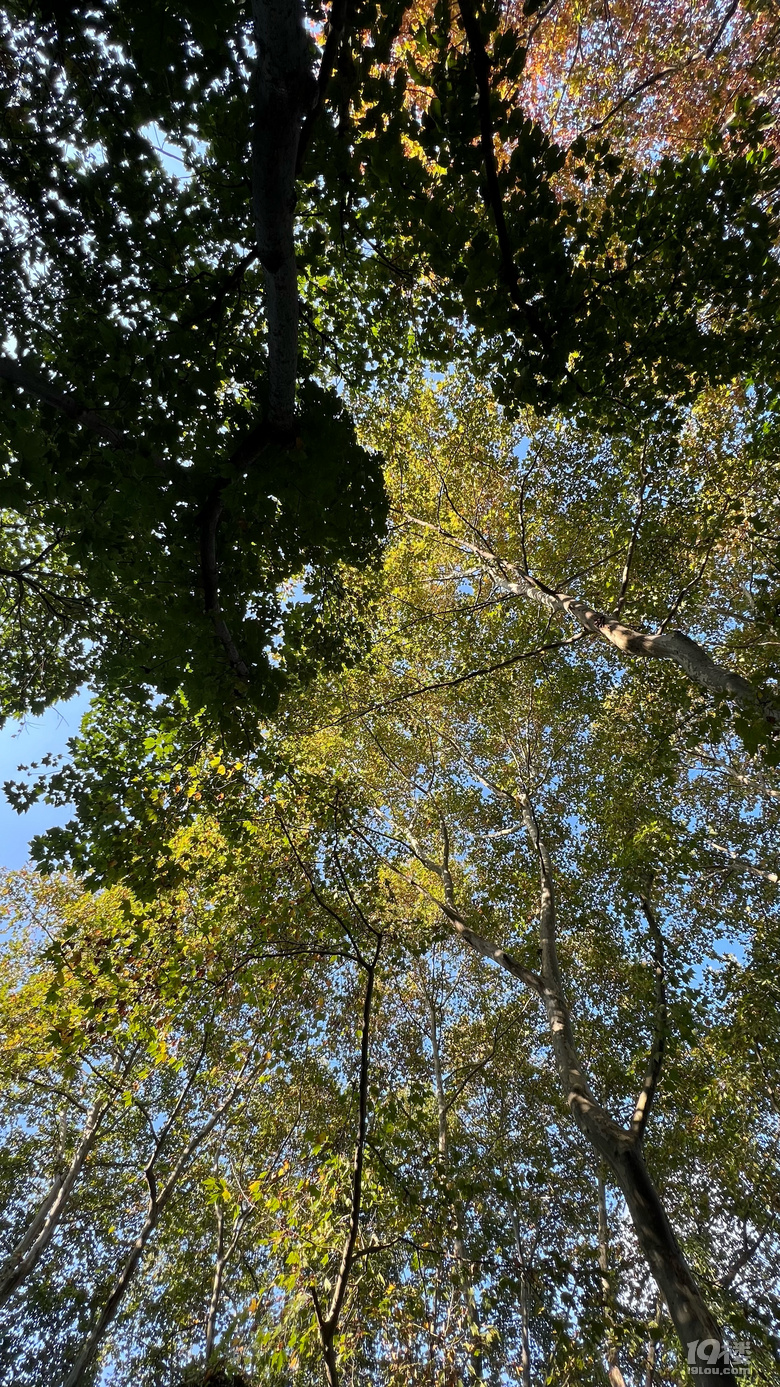 《旅行故事》—星之語(yǔ)，那片梧桐林