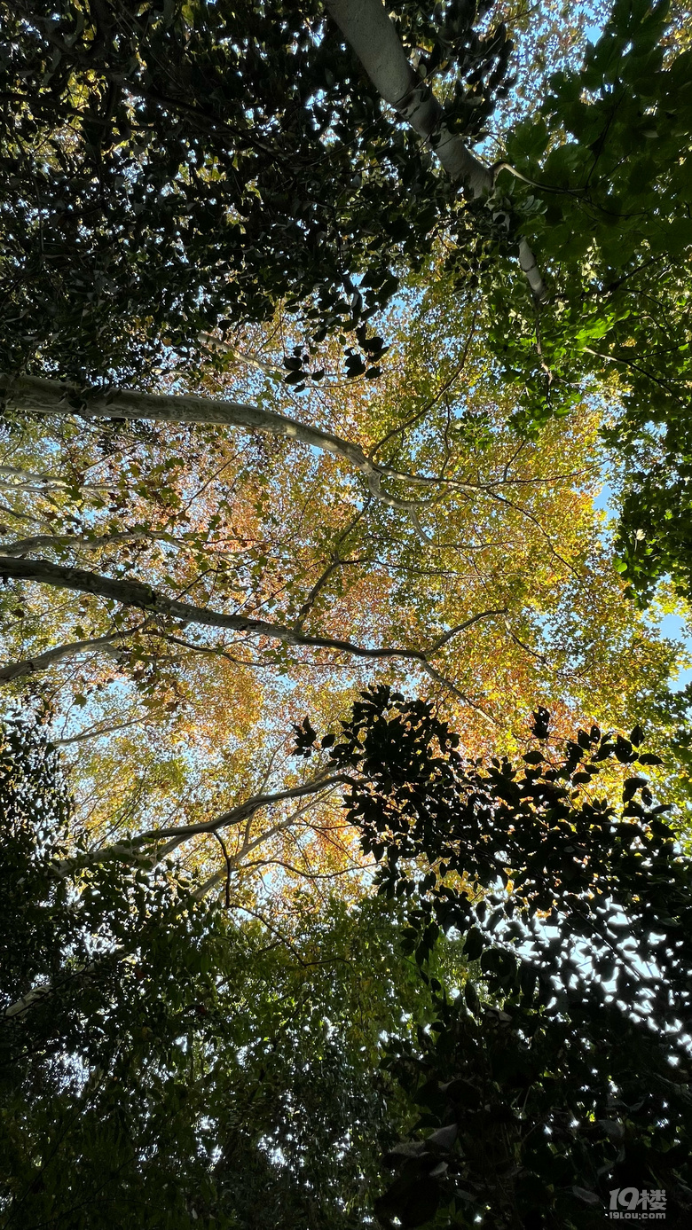 《旅行故事》—星之語(yǔ)，那片梧桐林