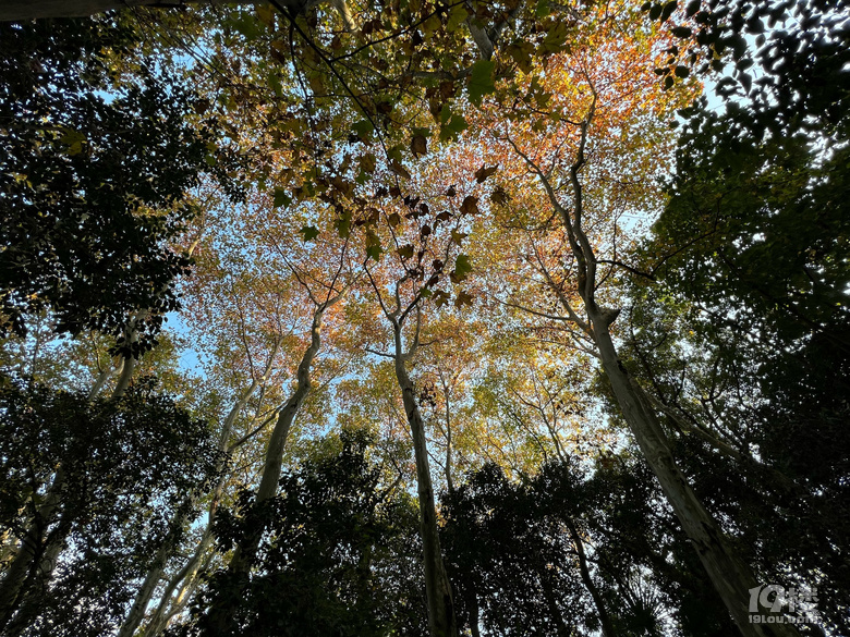 《旅行故事》—星之語(yǔ)，那片梧桐林