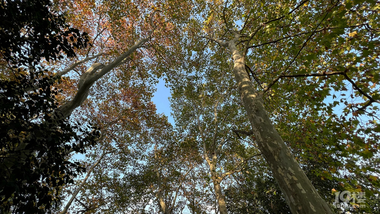 《旅行故事》—星之語(yǔ)，那片梧桐林