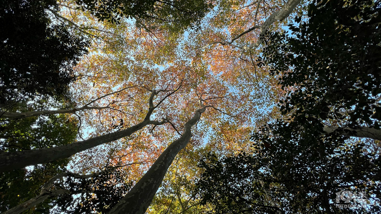 《旅行故事》—星之語(yǔ)，那片梧桐林