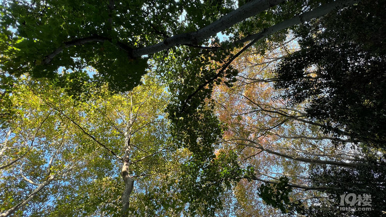 《旅行故事》—星之語(yǔ)，那片梧桐林