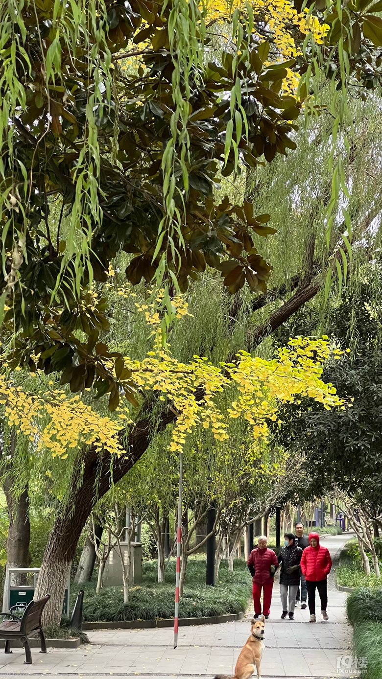 《旅行故事》—杭州銀杏金燦燦