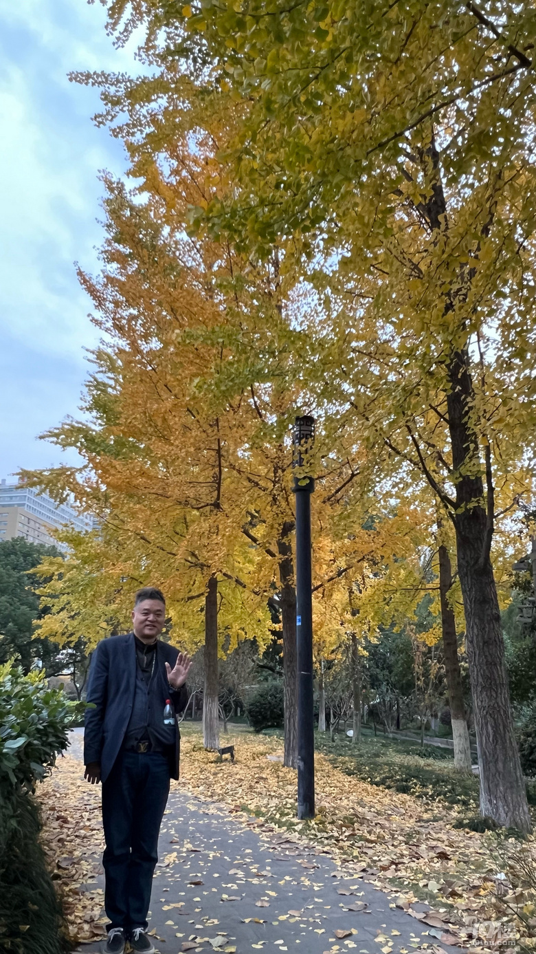《旅行故事》—杭州銀杏金燦燦