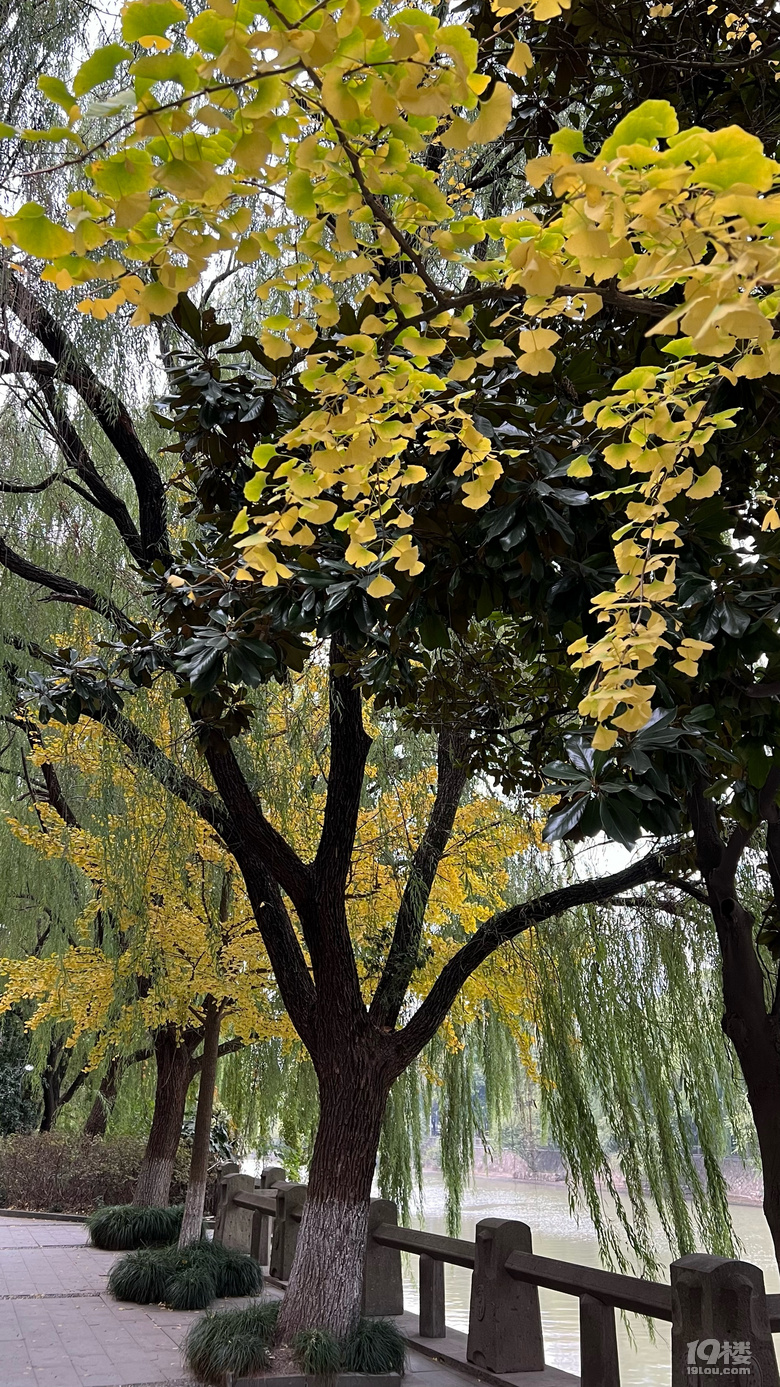 《旅行故事》—杭州銀杏金燦燦