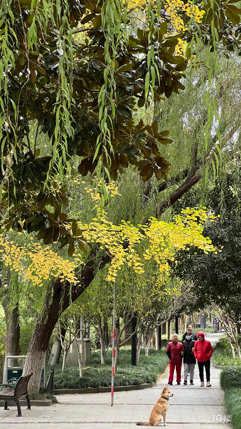 《旅行故事》—杭州銀杏金燦燦