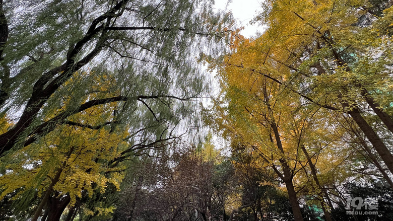 《旅行故事》—杭州銀杏金燦燦