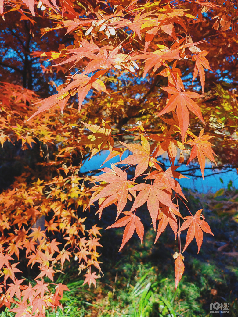 屬于秋天的色彩盛宴—浴鵠灣