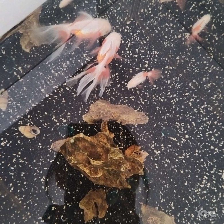 下雨看魚