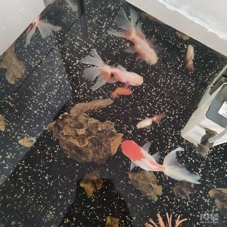 下雨看魚