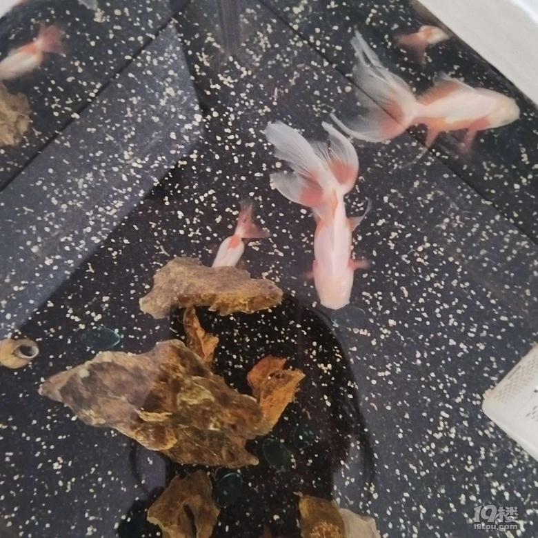 下雨看魚