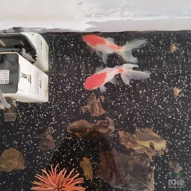 下雨看魚