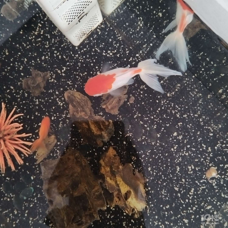 下雨看魚