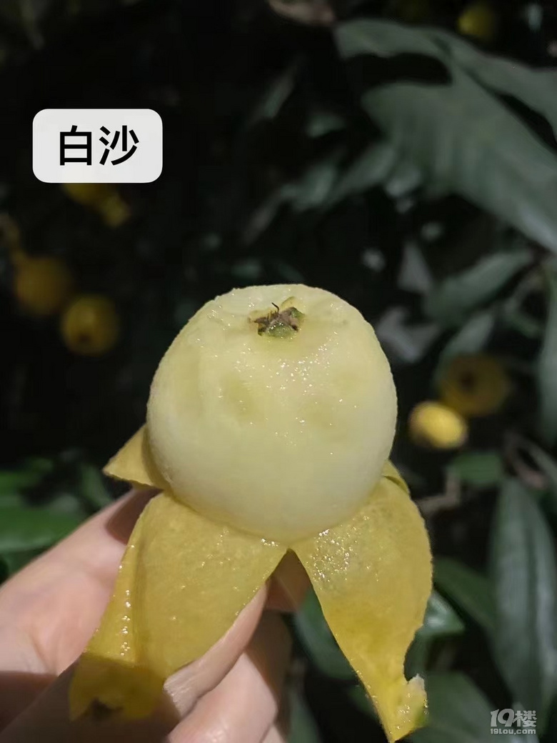 ˲ժһ