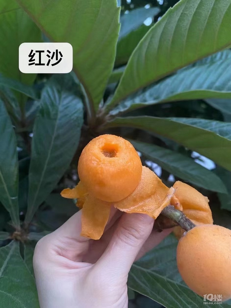 ˲ժһ
