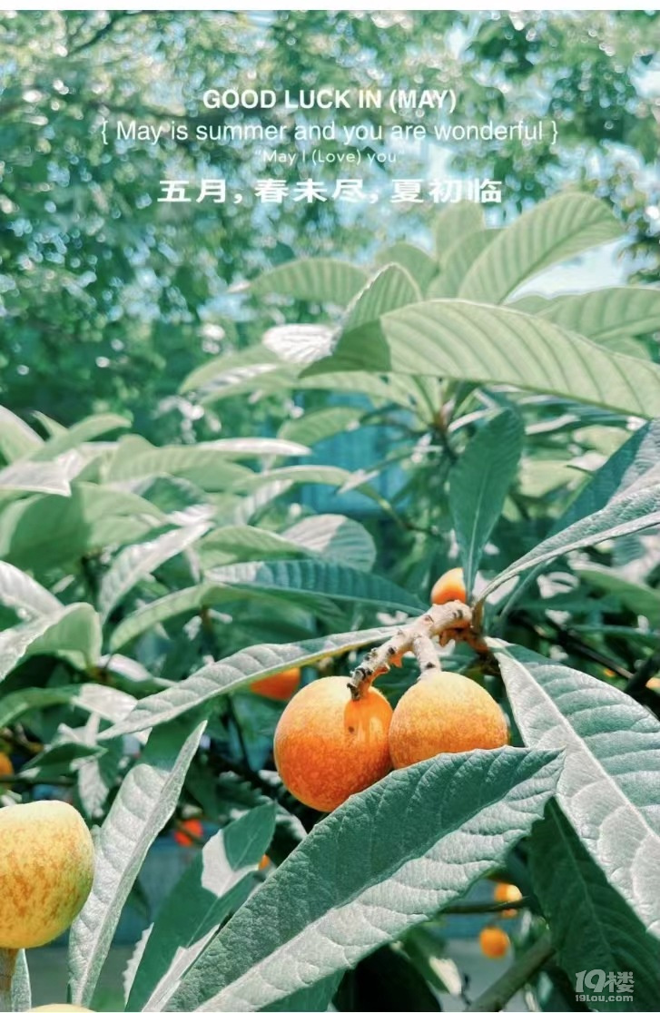 ˼
