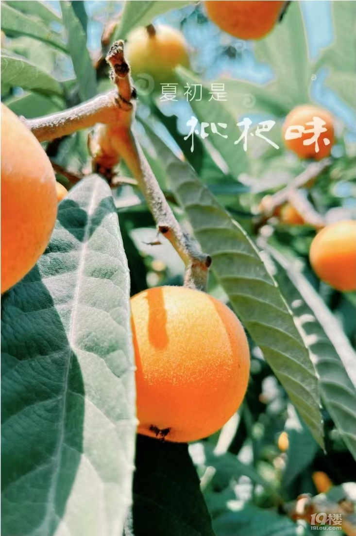 ˼