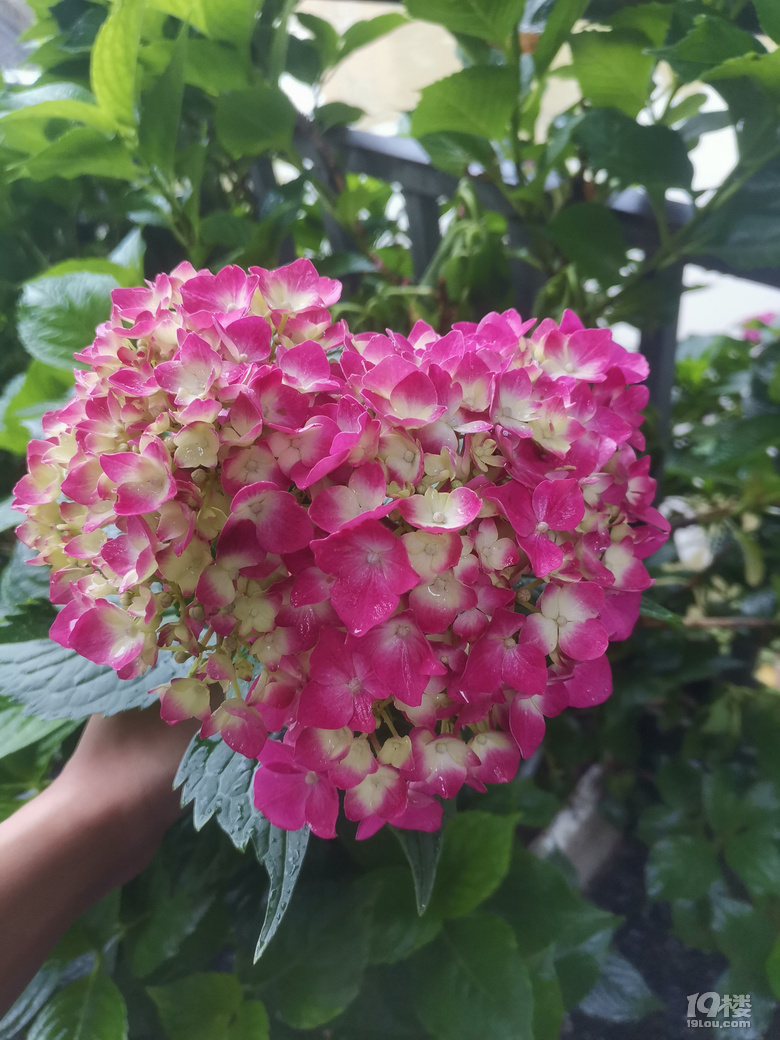 89Y(ji)錦(du)