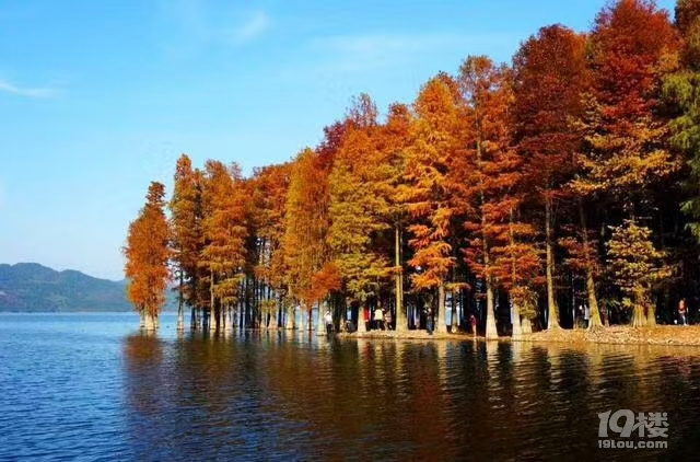 11月 2號  皖南川藏線 方塘紅杉林 尋求組隊