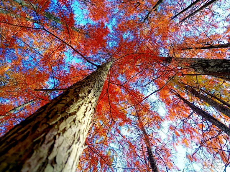 11月 2號  皖南川藏線 方塘紅杉林 尋求組隊