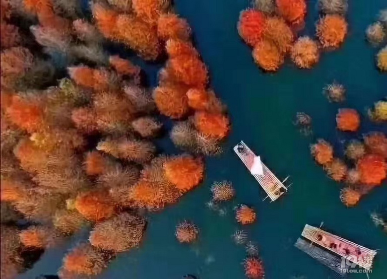 11月 2號  皖南川藏線 方塘紅杉林 尋求組隊