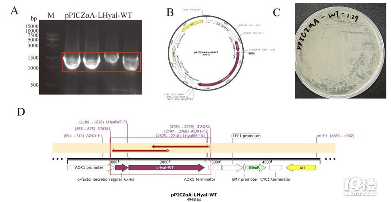 ȫ(jing)IBDPвW(xu)Әs@ iGEM ȫ(jing)