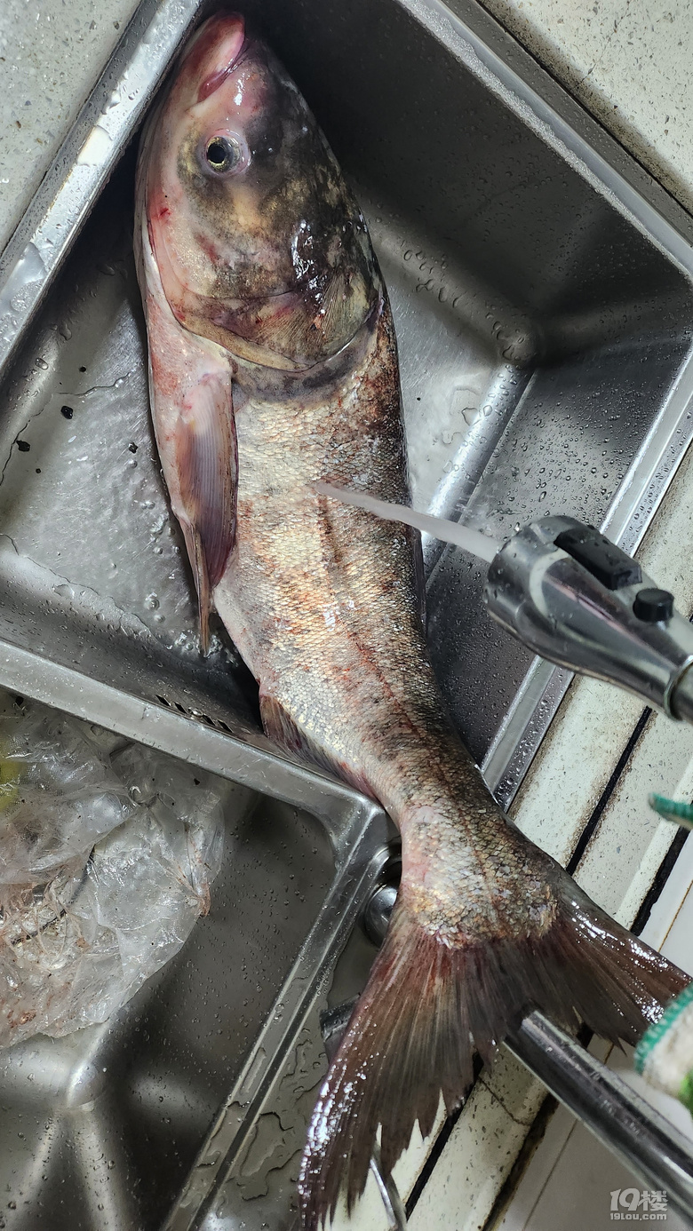 沒有浪費(fèi)這條大魚