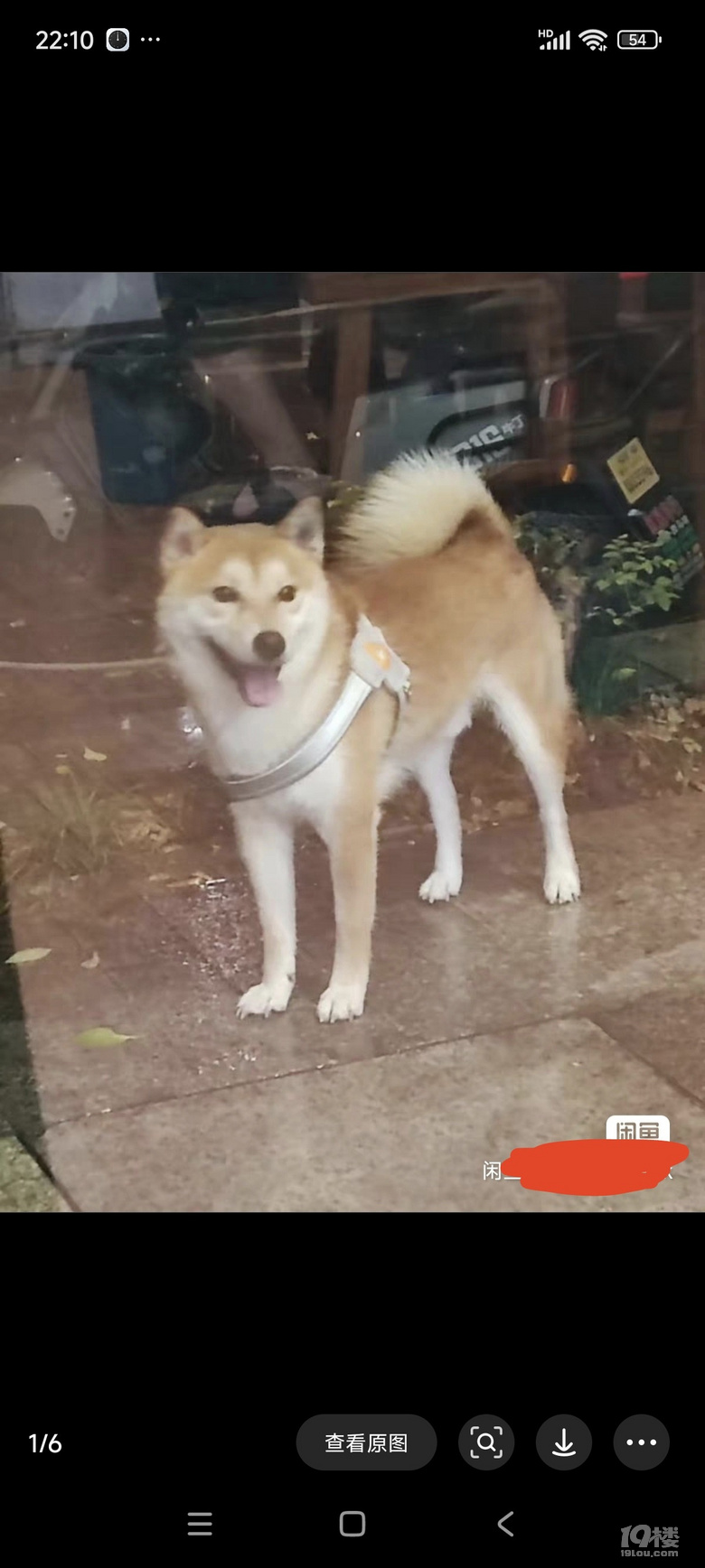 公柴犬轉(zhuǎn)讓、有證，杭州同城。
