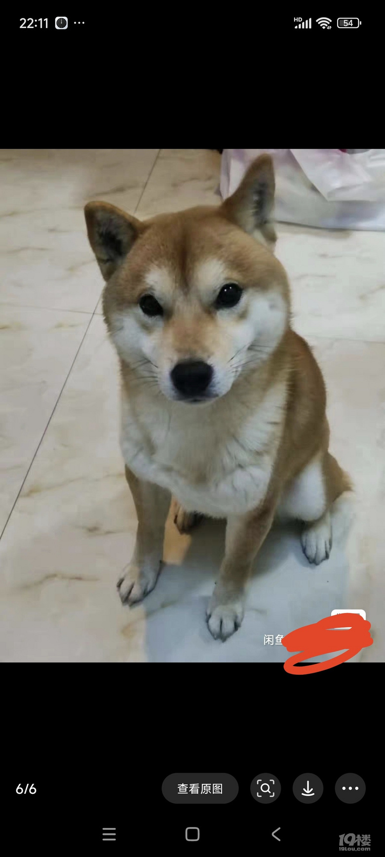 公柴犬轉(zhuǎn)讓、有證，杭州同城。