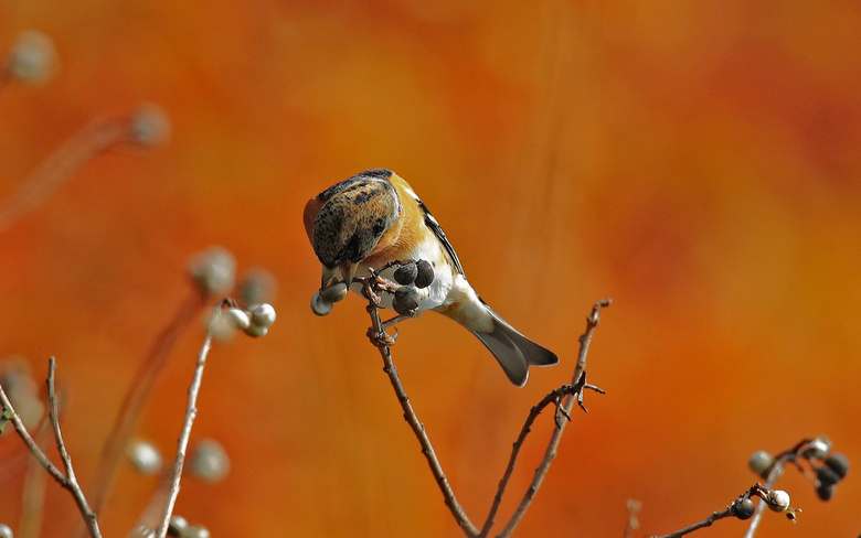 ץĸɽӾ5D4mR60-600mm