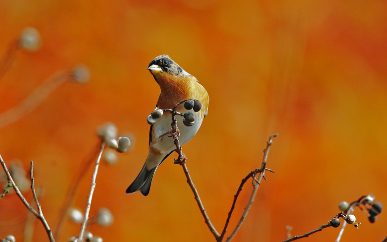 ץĸɽӾ5D4mR60-600mm