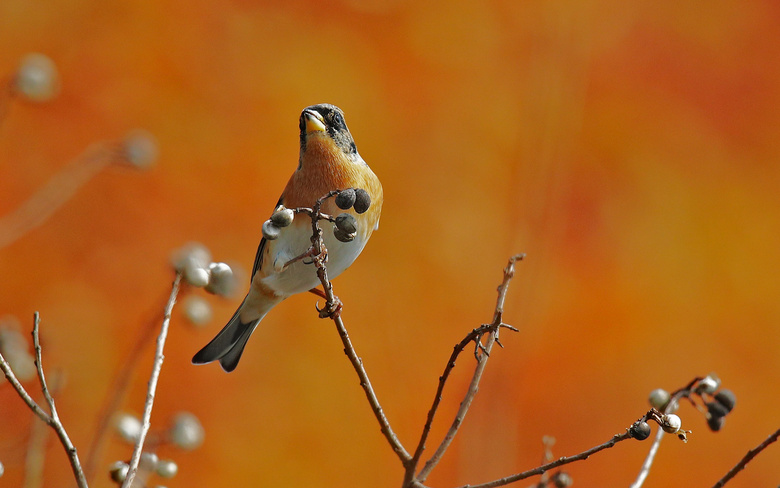 ץĸɽӾ5D4mR60-600mm