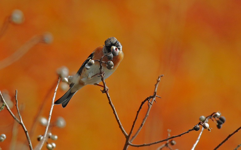 ץĸɽӾ5D4mR60-600mm