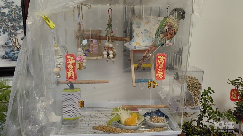 小鸚鵡