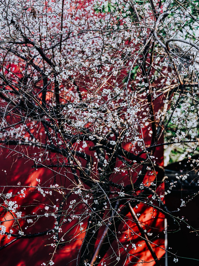 t÷ѩď¡X(qin)