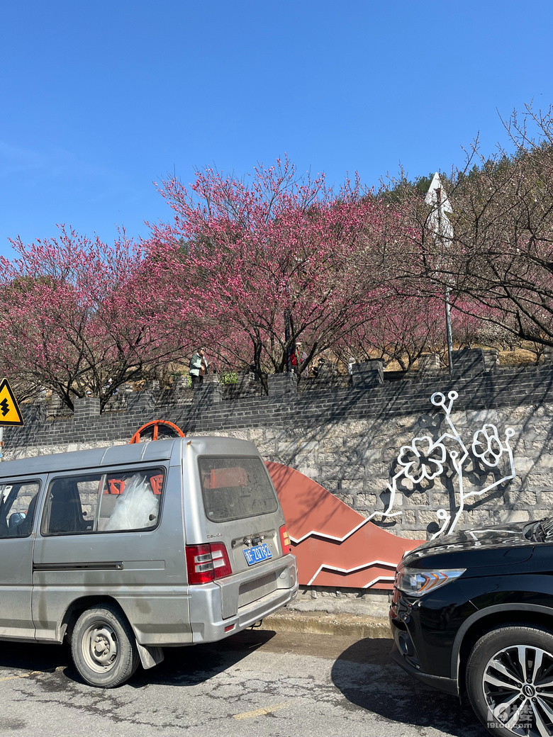 天花板級(jí)別的梅園--吉山梅園