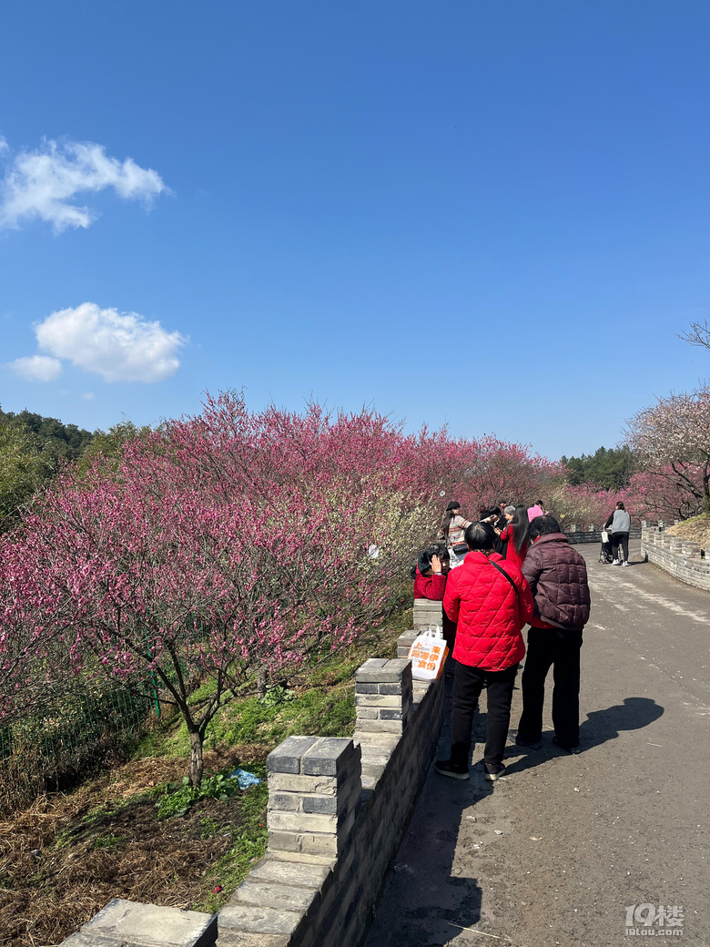 天花板級(jí)別的梅園--吉山梅園