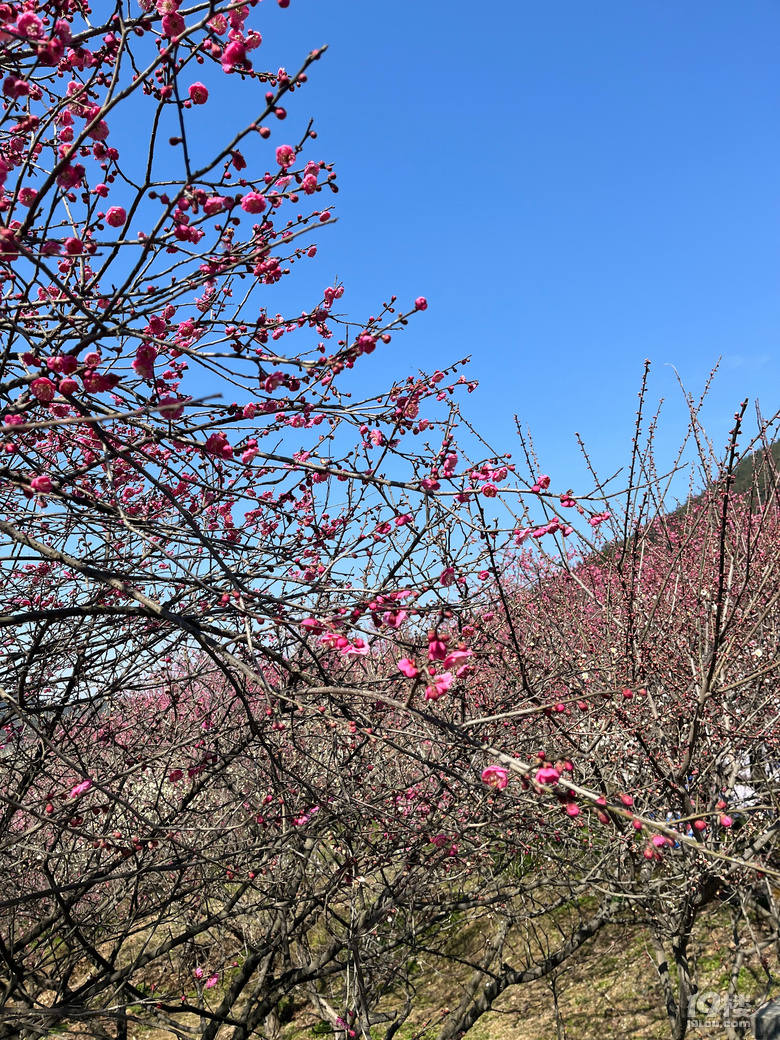 天花板級(jí)別的梅園--吉山梅園