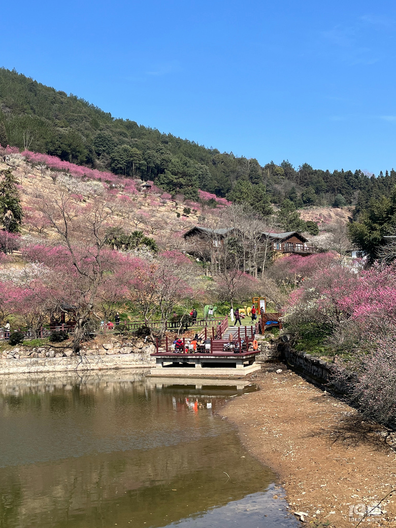 天花板級(jí)別的梅園--吉山梅園