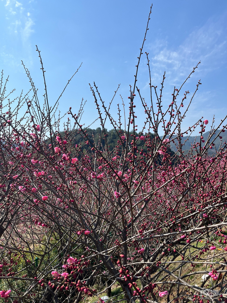 天花板級(jí)別的梅園--吉山梅園