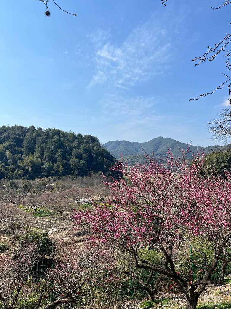 天花板級(jí)別的梅園--吉山梅園