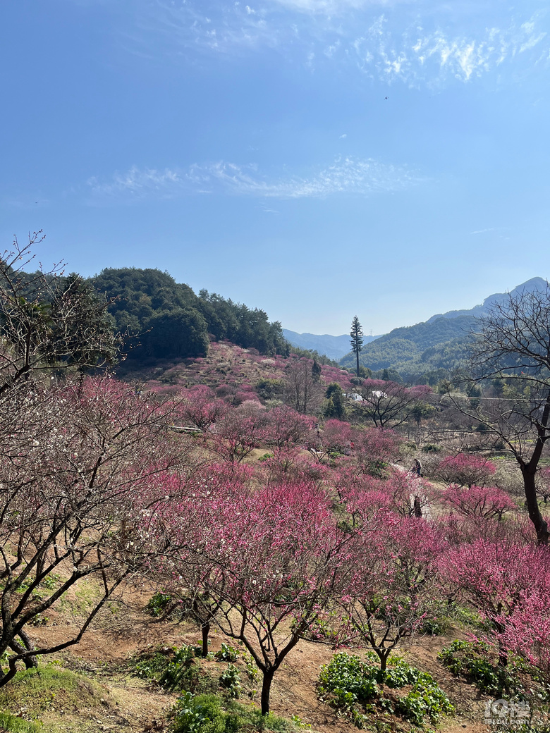 天花板級(jí)別的梅園--吉山梅園