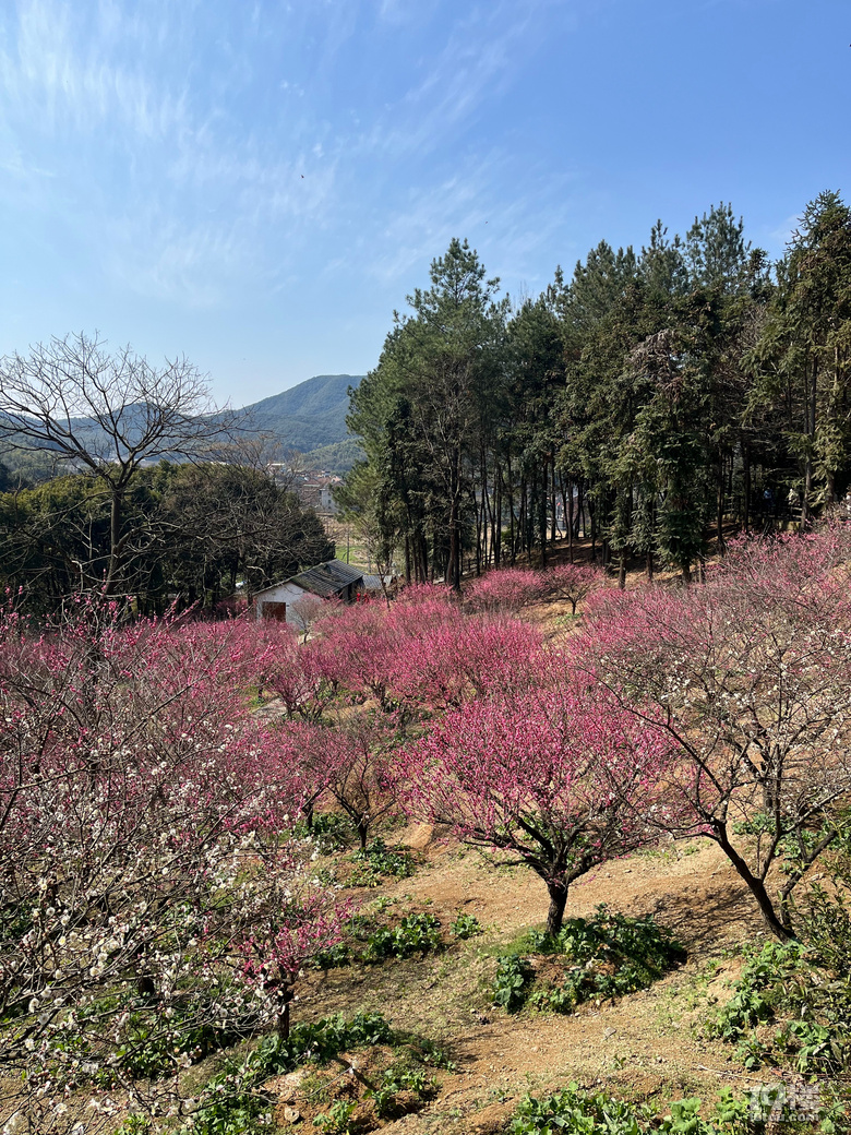 天花板級(jí)別的梅園--吉山梅園