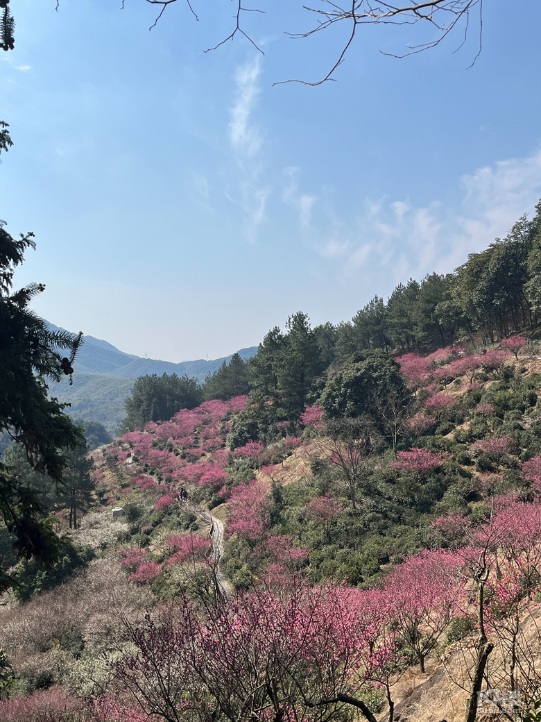 天花板級(jí)別的梅園--吉山梅園