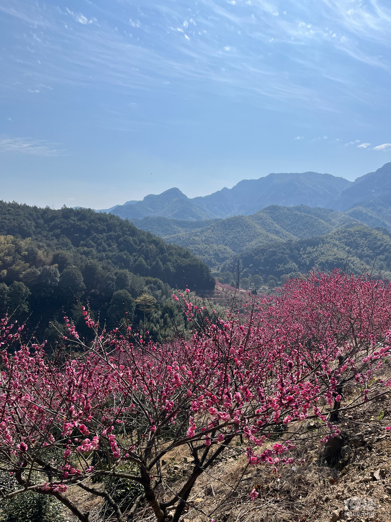 天花板級(jí)別的梅園--吉山梅園