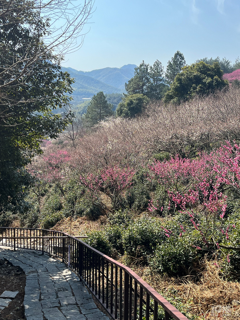天花板級(jí)別的梅園--吉山梅園