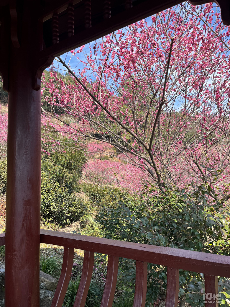 天花板級(jí)別的梅園--吉山梅園