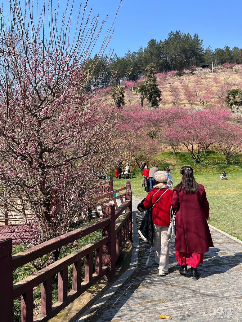 天花板級(jí)別的梅園--吉山梅園